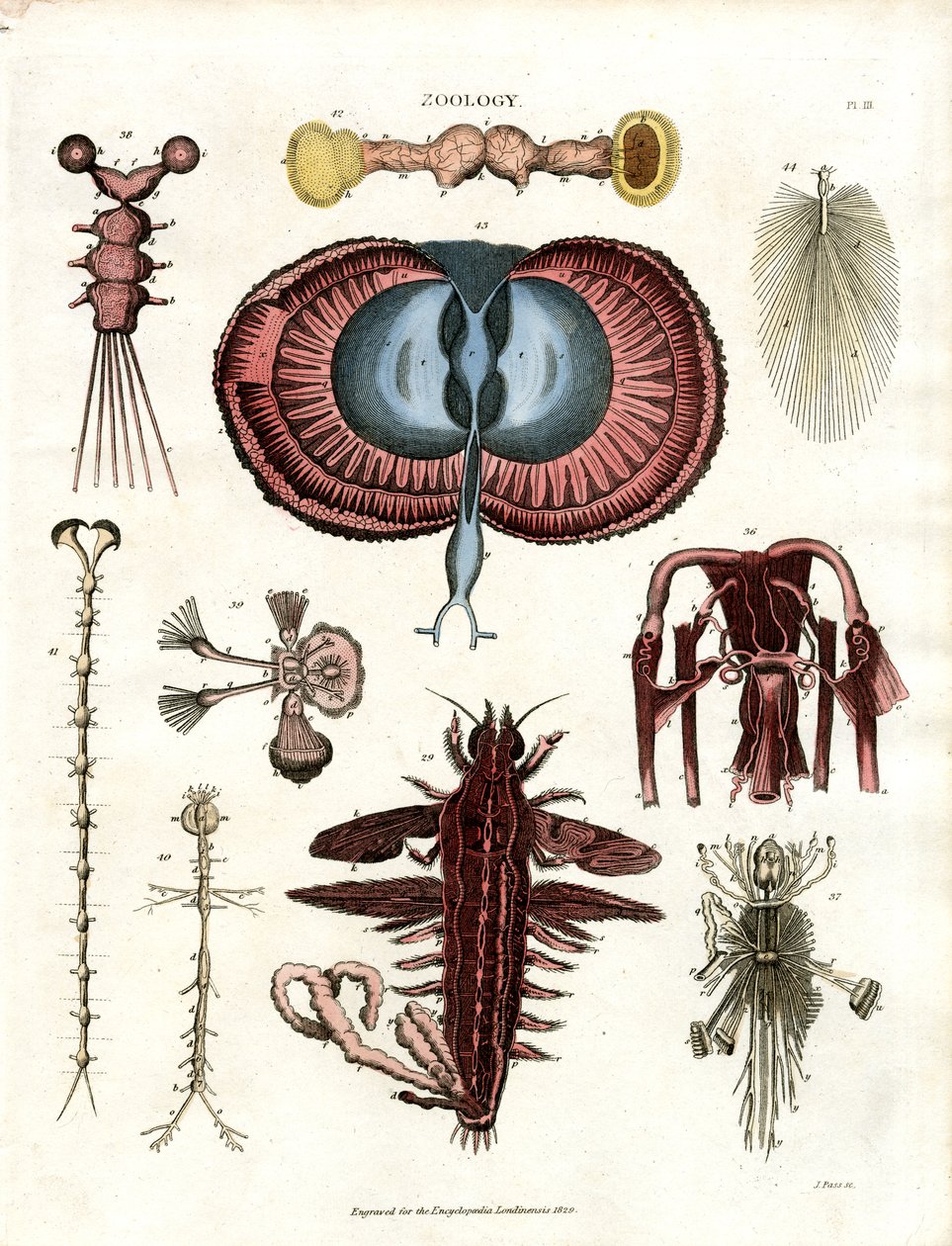 Zoologi Pl. III: Anatomiske illustrationer af forskellige hvirvelløse dyr af John Pass