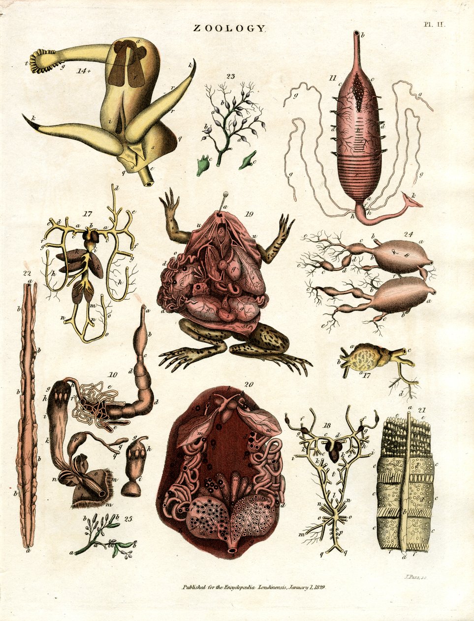 Zoologi Pl. II: Anatomiske illustrationer af forskellige dyr og organer af John Pass