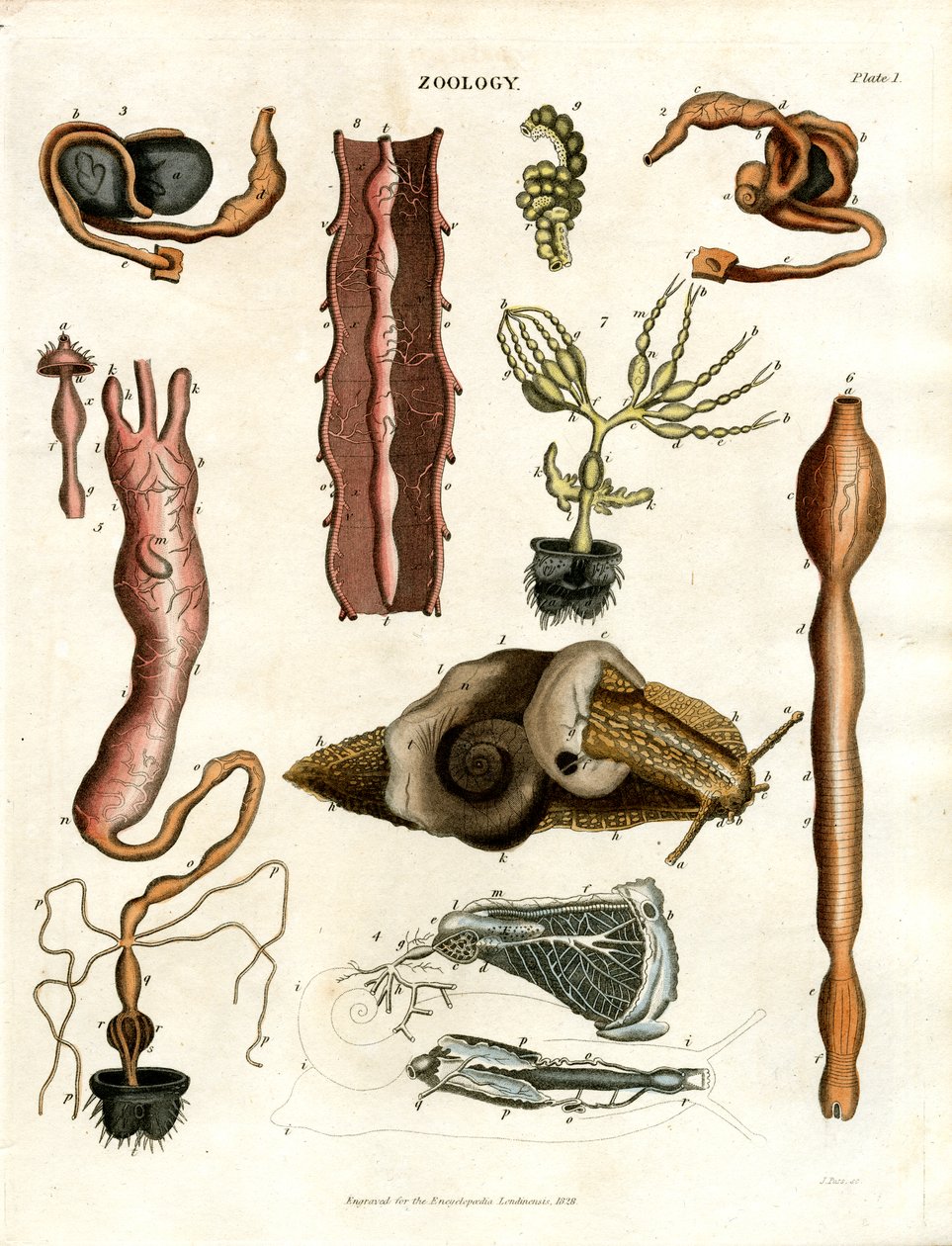 Zoologi Plade I: Anatomiske illustrationer af forskellige dyr af John Pass
