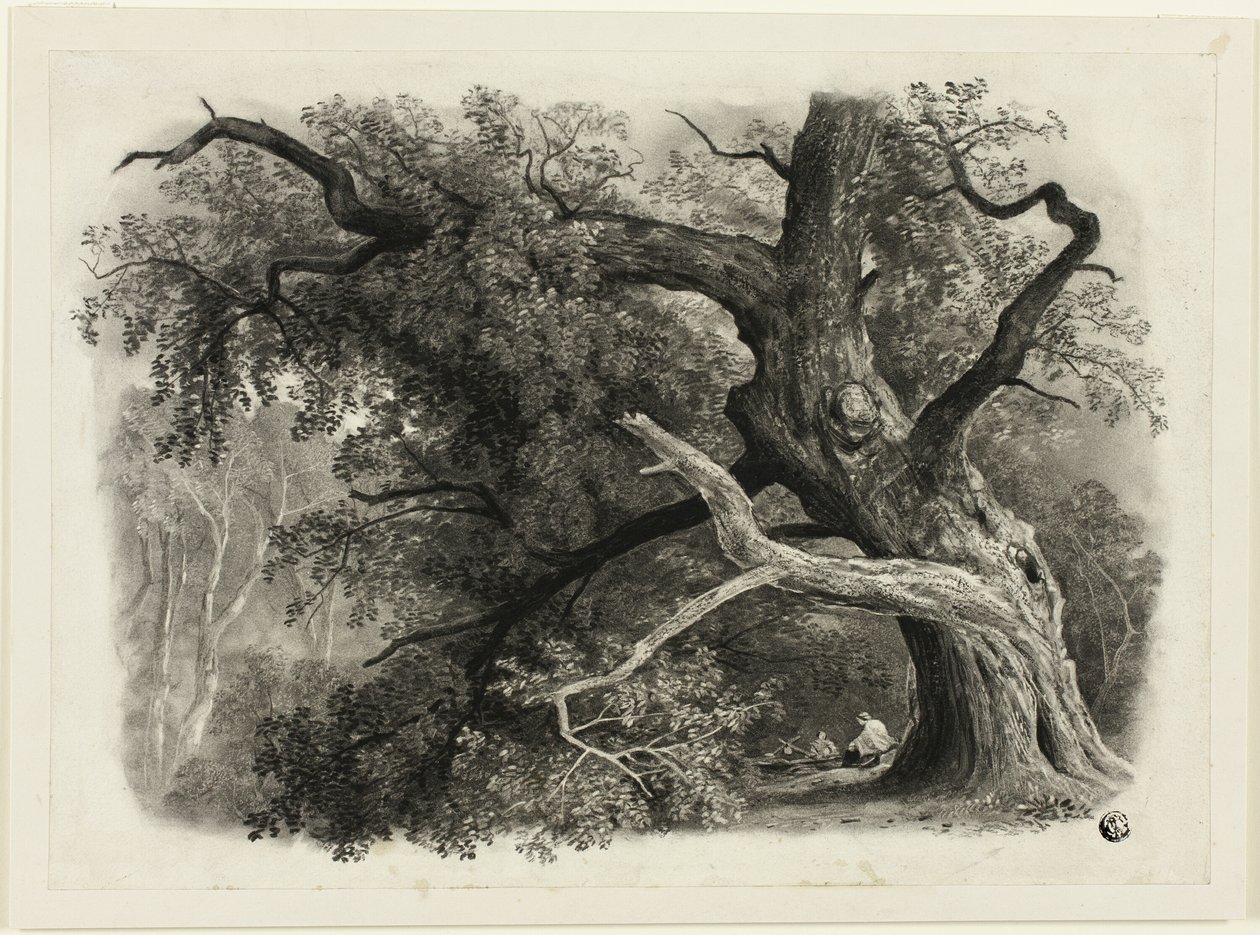Gammelt træ i Billah - Sherwood-skoven af John Rawson Walker