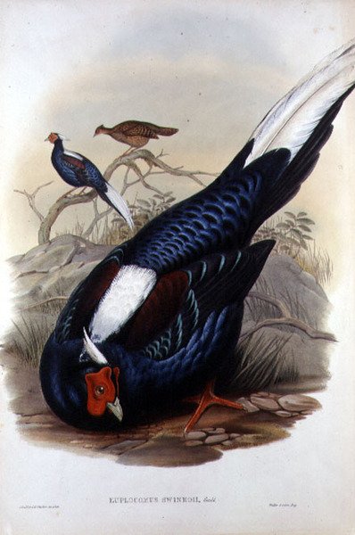 Euplocomus Swinhoii, indgraveret af Walter & Cohn, London, pub. mellem 1850-83 (håndfarvet litho) af John and Richter Henry Constantine (after) Gould