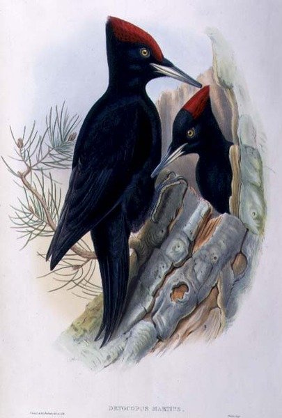 Stor sort spætte (Dryocopus Martius) (håndfarvet litho) af John and Richter Henry Constantine (after) Gould