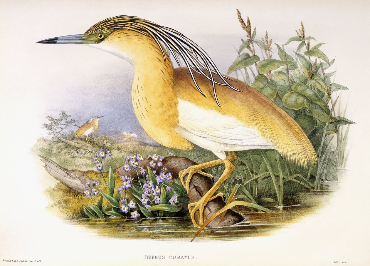 Buphus Comatus, ca. 1862-3 (håndkoloreret litografisk plade) af John and Richter Henry Constantine Gould