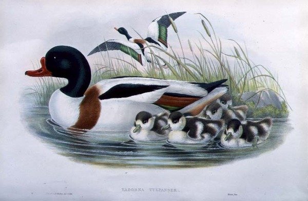 Sheldrake (Tadorna Vulpanser) (håndfarvet litho) af John and Richter Henry Constantine (after) Gould