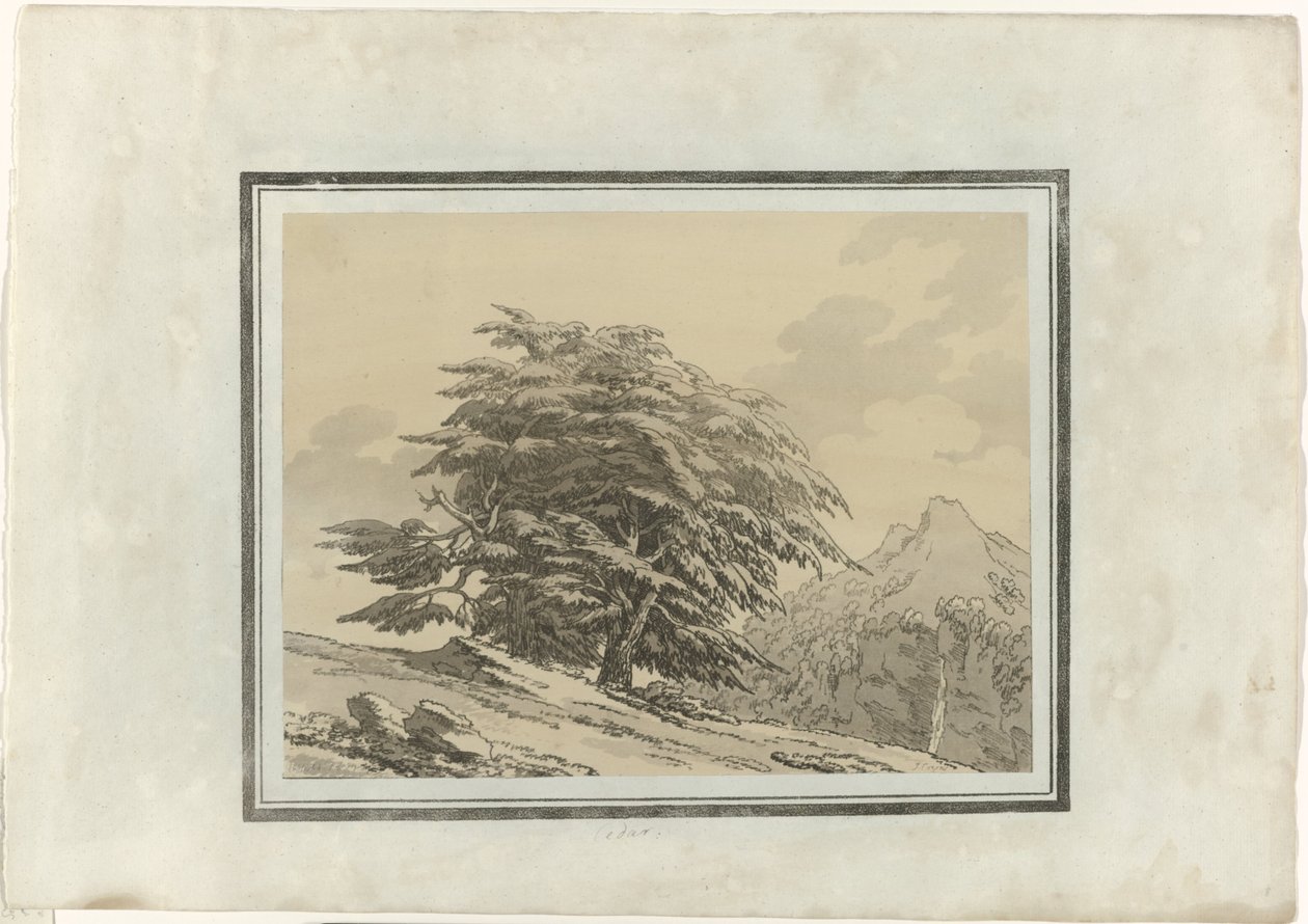 Ceder af John Robert Cozens