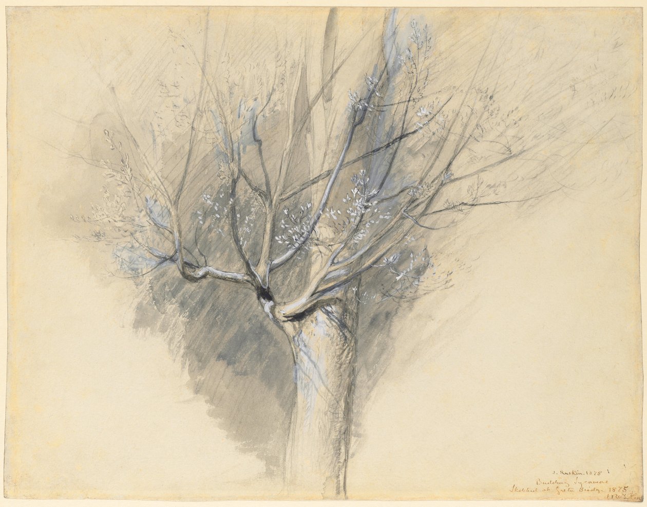 Spirende platan af John Ruskin