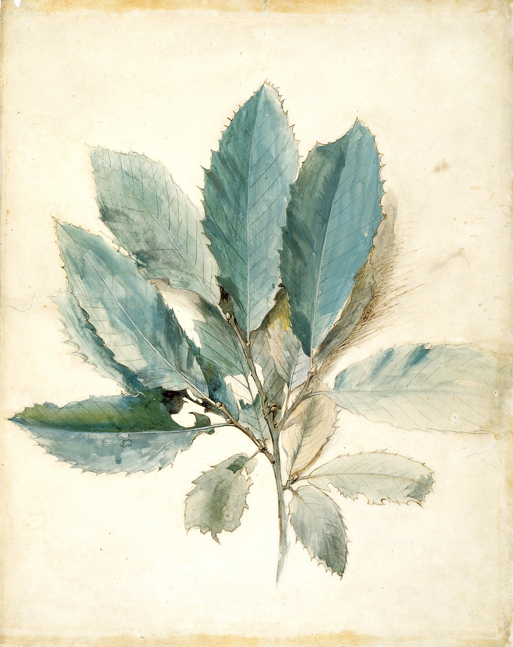 Kastanjeblade (pen, blæk og akvarel på hvidt papir) af John Ruskin