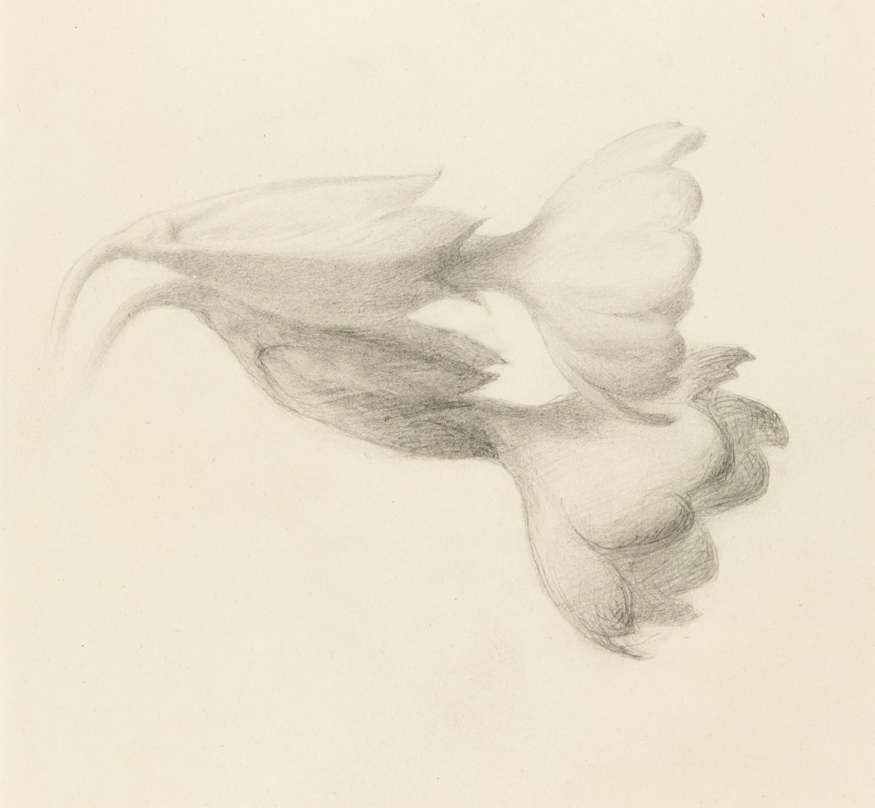 Cowslip Bells, sandsynligvis 1871 (grafit på vævet papir) af John Ruskin