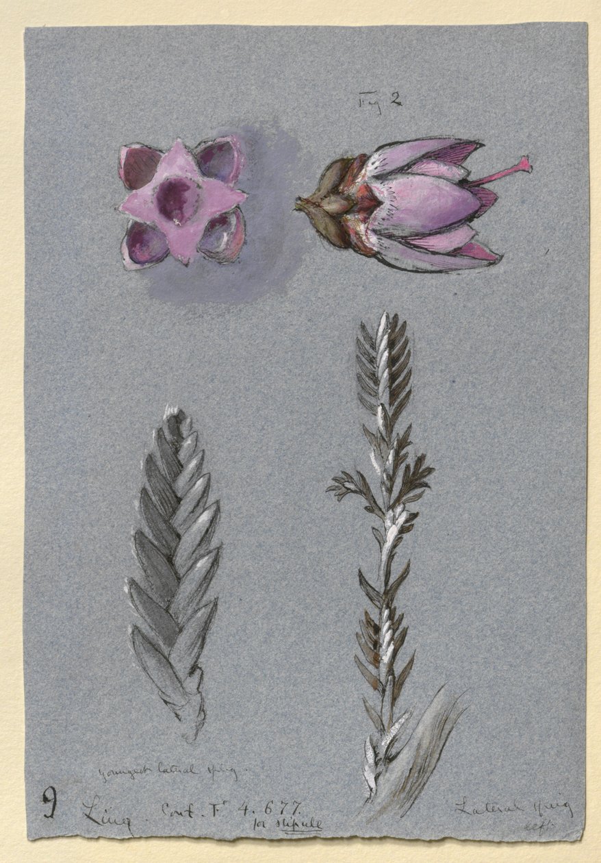 Fire undersøgelser af Ling, sandsynligvis 14. september 1869 af John Ruskin