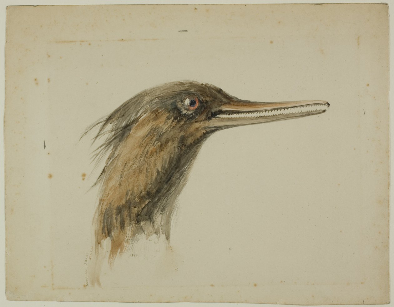 Merganser af John Ruskin