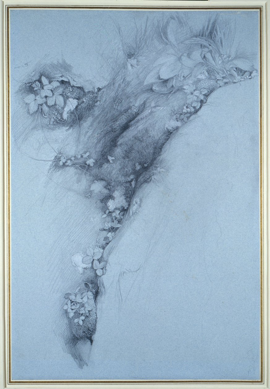 Mos og vilde jordbær af John Ruskin