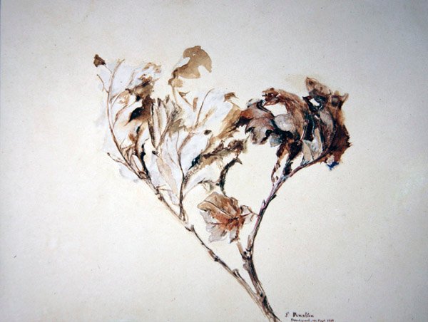 Studie af egeblade af John Ruskin