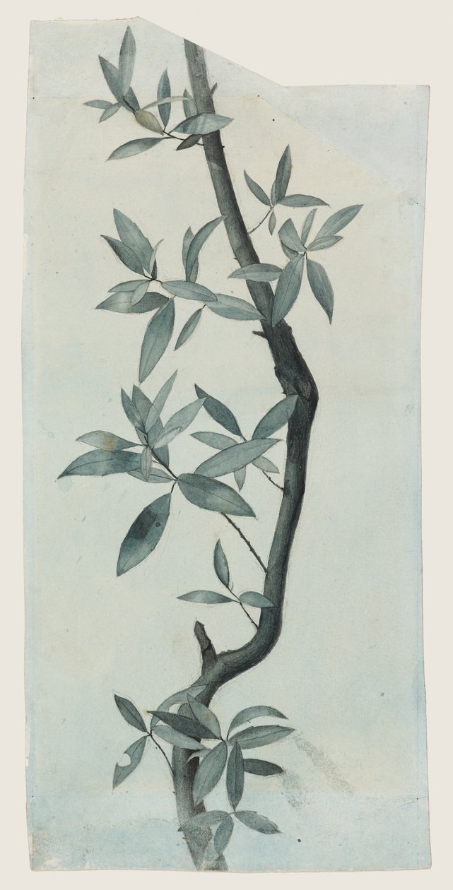 Study of Willow Leaves, c.1857 (blyant og akvarel på papir) af John Ruskin