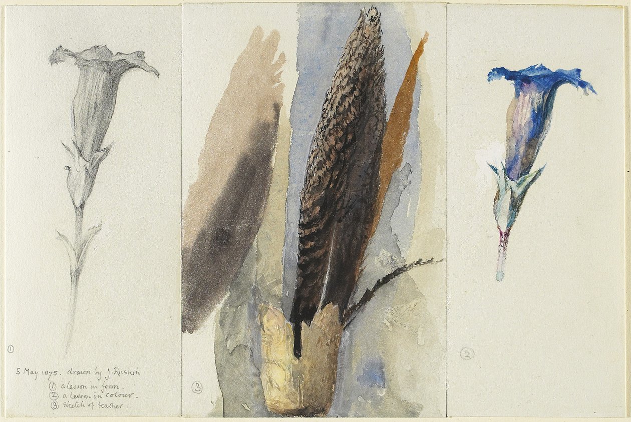 Studie af en fjer, flankeret af to studier af en ensian, 1875 (wc over grafit, forhøjet og korrigeret med uigennemsigtig hvid på vævet papir) af John Ruskin