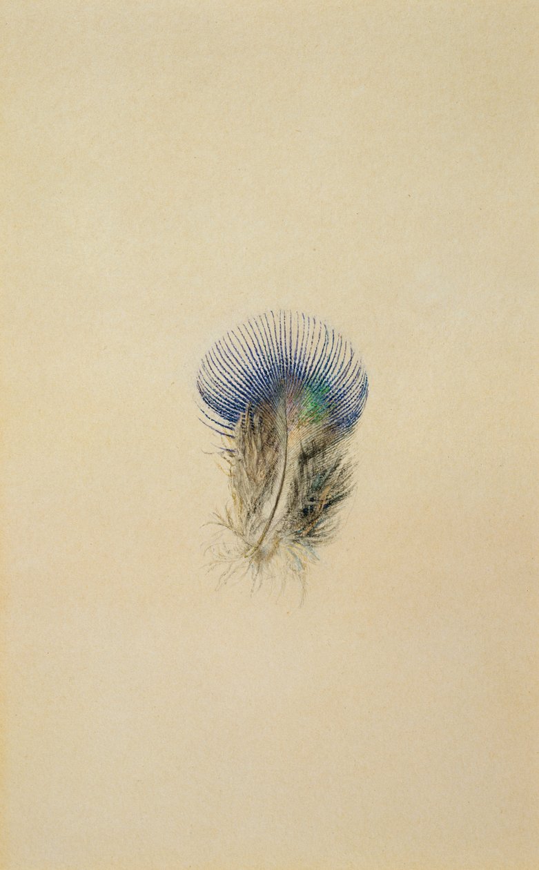 Studie af en påfuglefjer, 1873 af John Ruskin