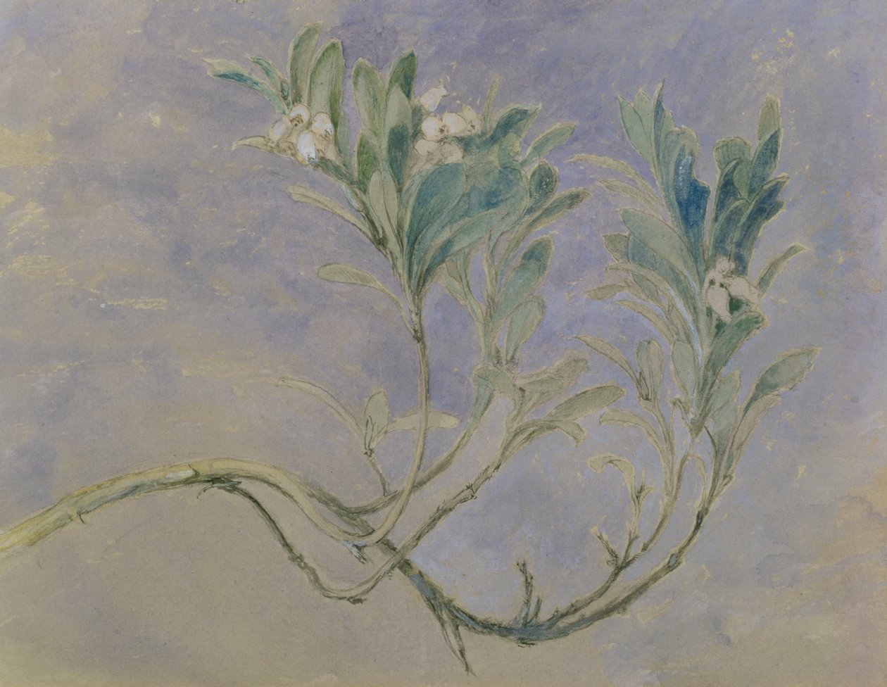 Studie af en kvist af et myrtetræ, ca. 1877 (pen & brunt blæk & wc over blyant forhøjet med hvidt på papir) af John Ruskin