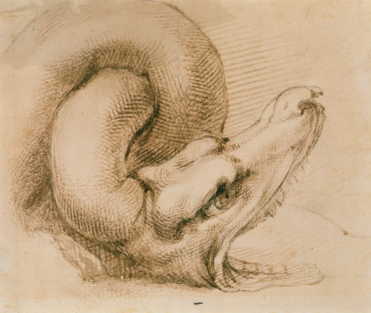 Studie af et dragehoved efter Michelangelo (blæk på papir) af John Ruskin