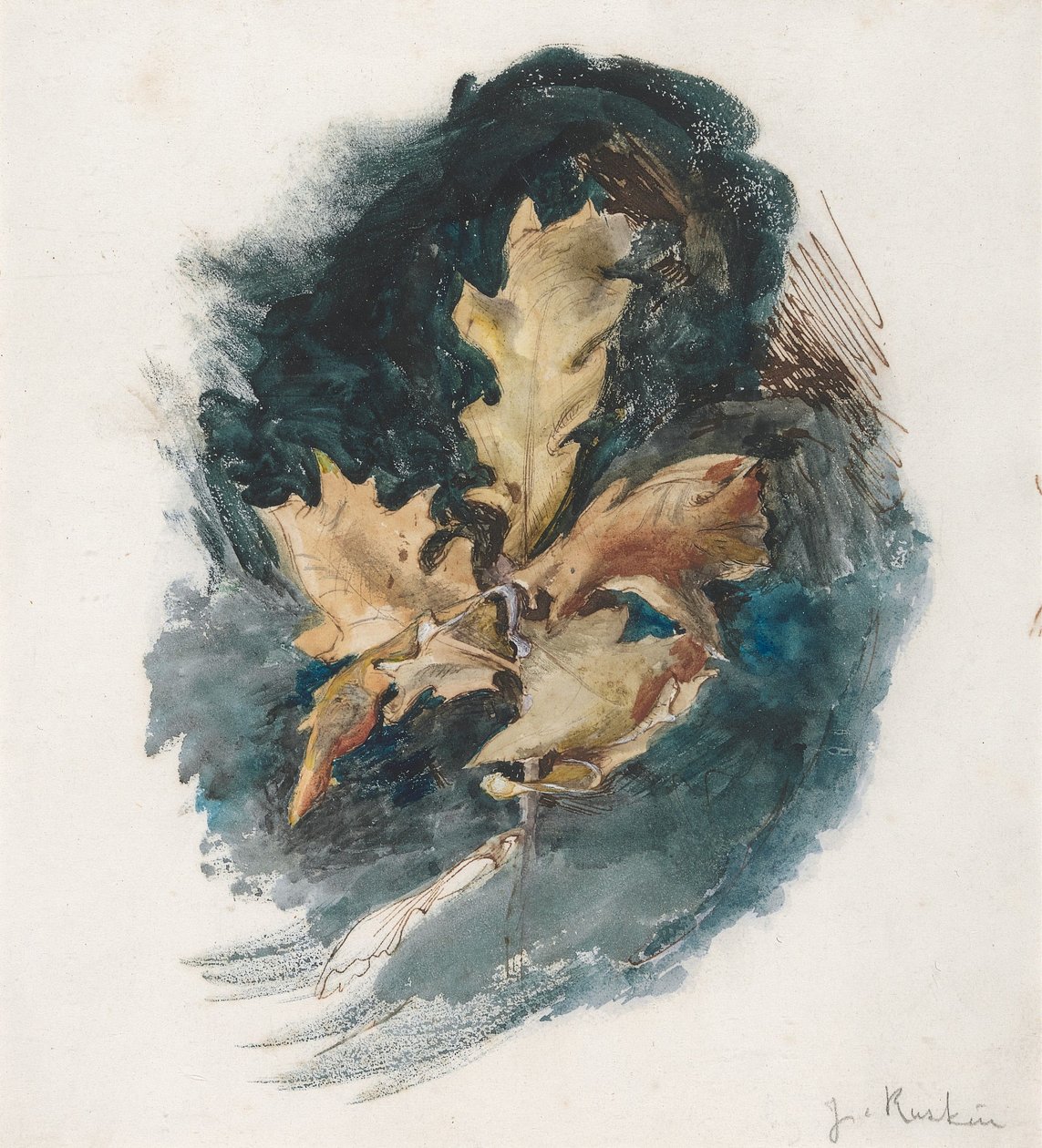 Undersøgelse af et egetræsblad af John Ruskin