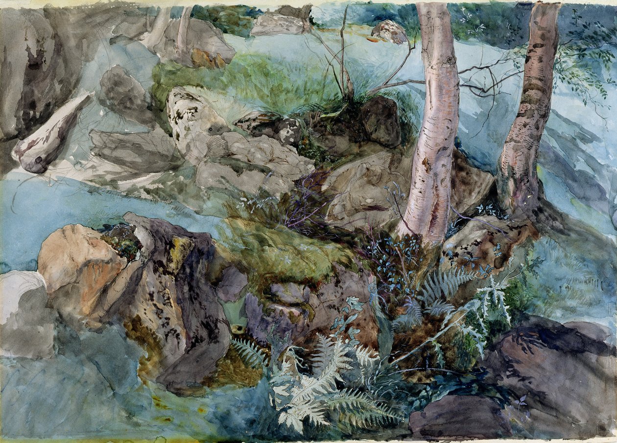 Studie af klipper og bregner i en skov ved Crossmount, Perthshire, 1843 (wc på papir) af John Ruskin