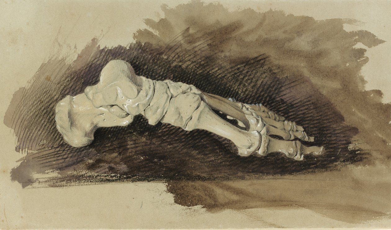Knoglerne af et kvindeligt menneskes fod (blyant med wc og kropsfarve på papir) af John Ruskin