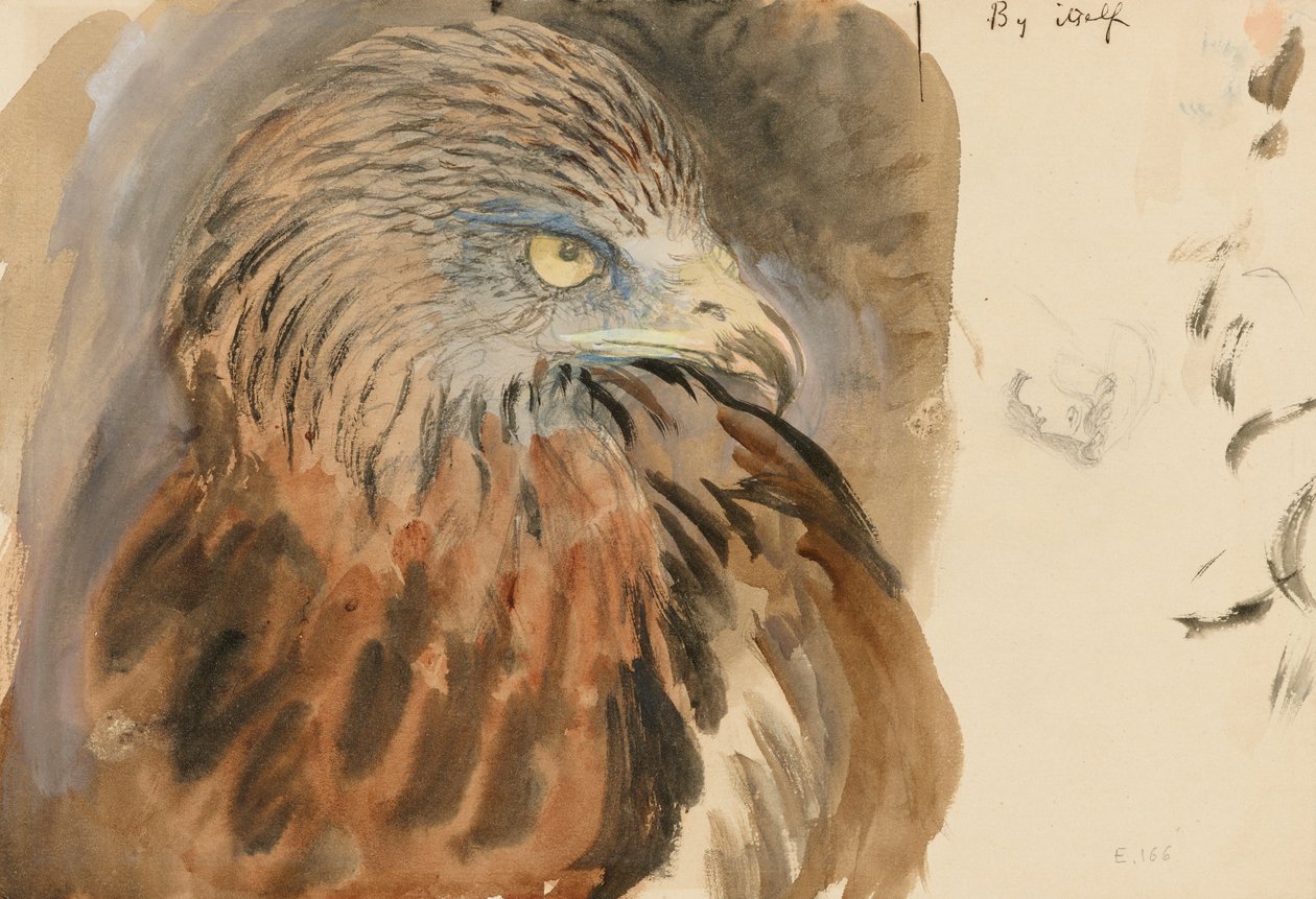 The Head of a Kite, from Life, 30. august-1. september 1870 (akvarel og kropsfarve over grafit på lysebrunt vævet papir) af John Ruskin