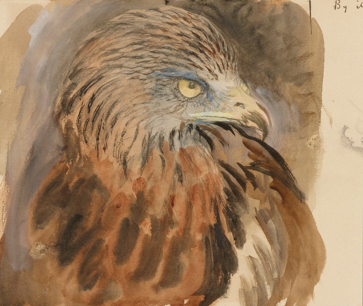 The Head of a Kite, from Life, 30. august-1. september 1870 (akvarel og kropsfarve over grafit på lysebrunt vævet papir) af John Ruskin