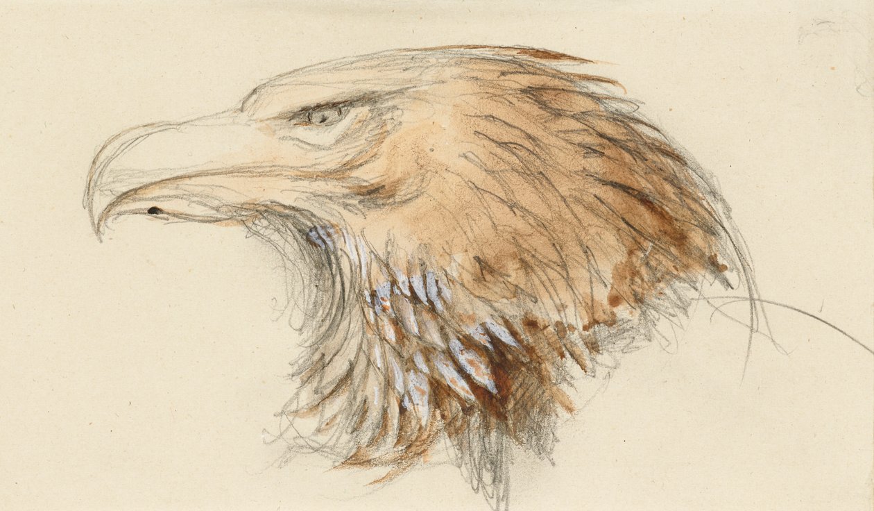 Hovedet af en almindelig Golden Eagle, fra livet, 8-11 september 1870 (akvarel og kropsfarve over grafit på vævet papir) af John Ruskin