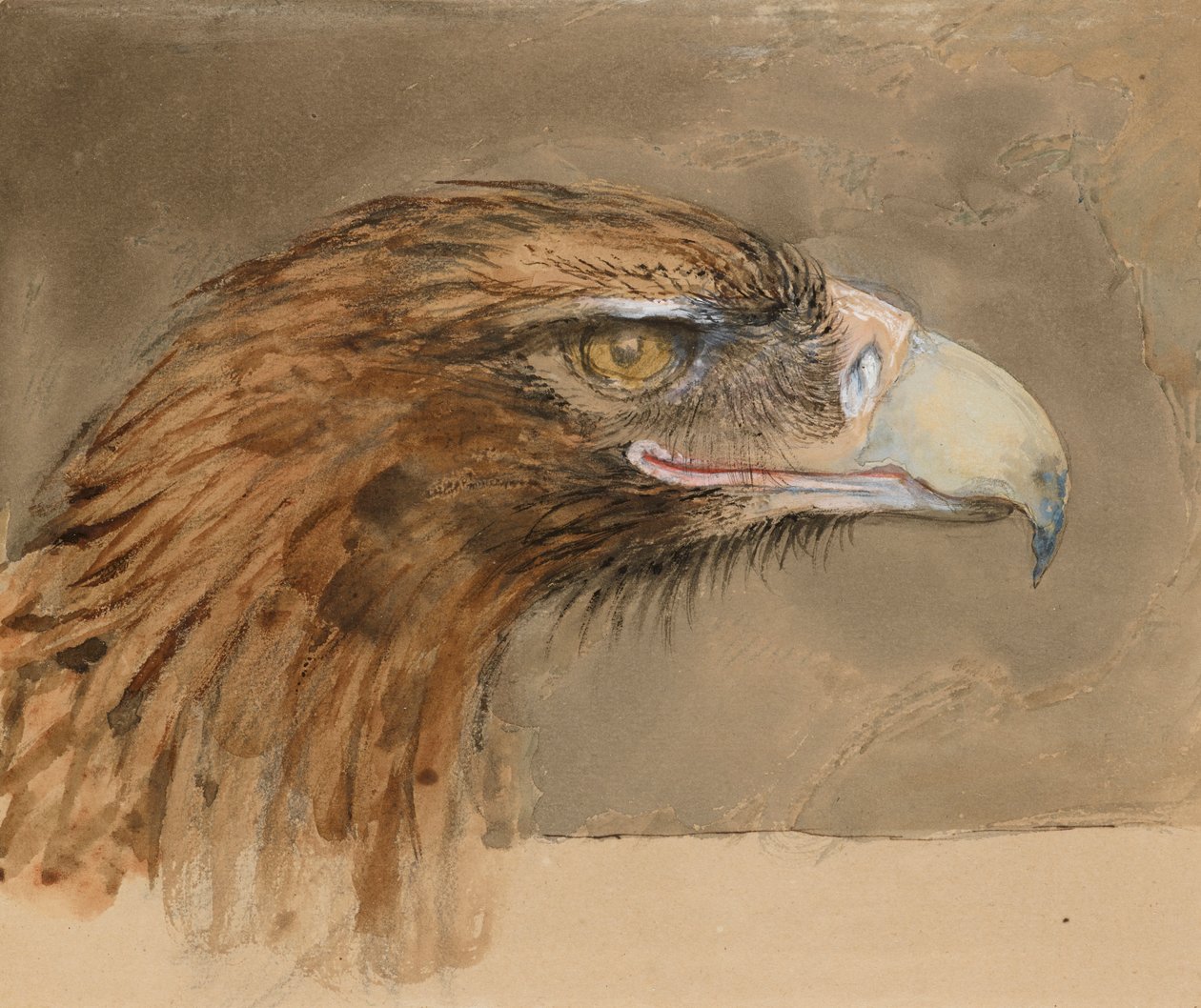 Hovedet af en almindelig kongeørn, fra Life, 8-11 september 1870 af John Ruskin