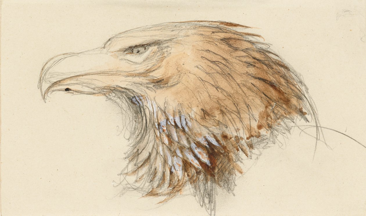 Hovedet af en almindelig kongeørn, fra Life, 8. - 11. september 1870. af John Ruskin