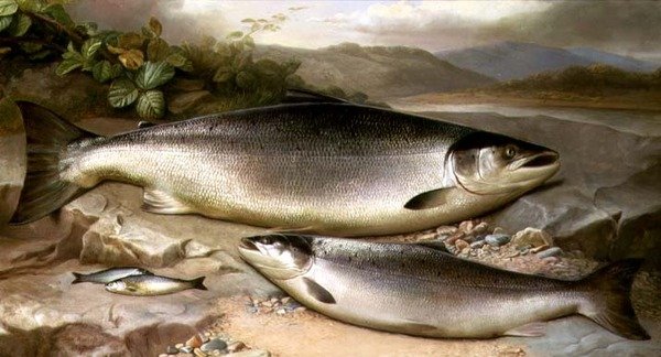 Fisk Stilleben af John Russell