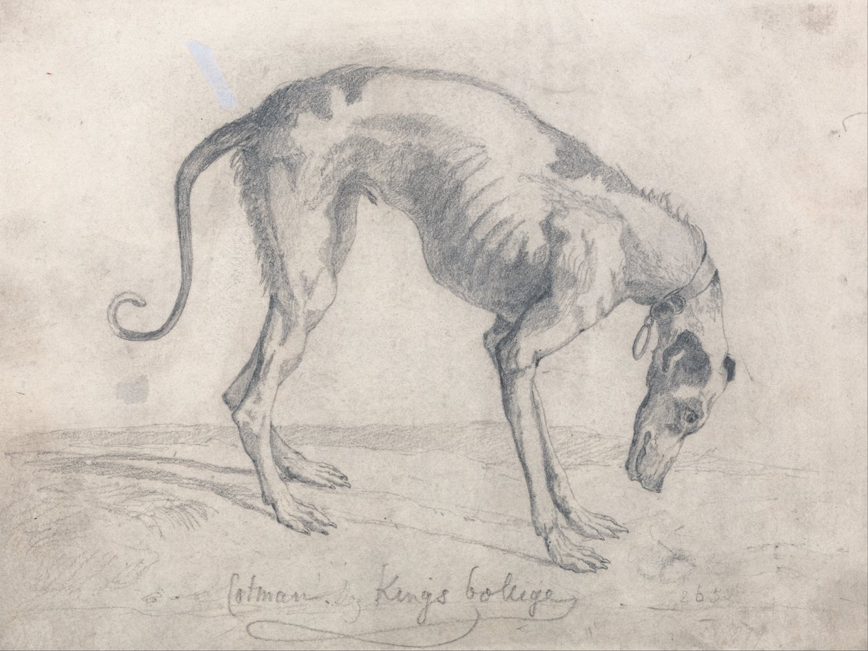 En udsultet greyhound af John Sell Cotman