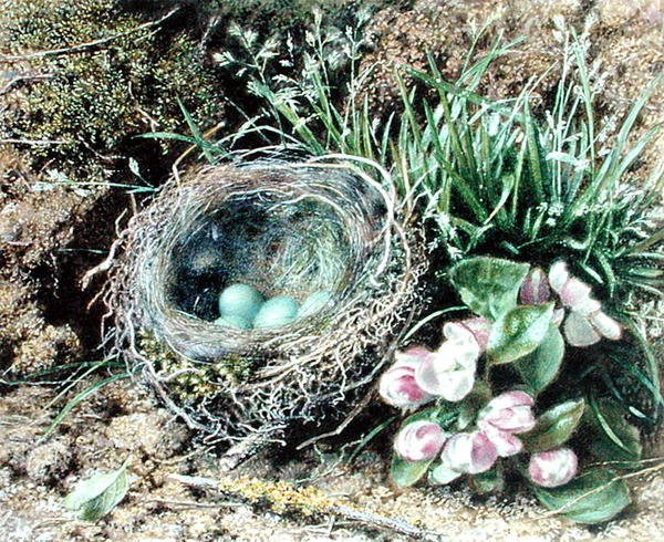 Fuglerede og blomst (akvarel og kropsfarve på papir) af John Sherrin