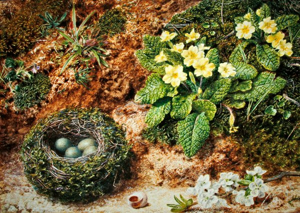 Fuglerede med primula (akvarel & kropsfarve på papir) af John Sherrin