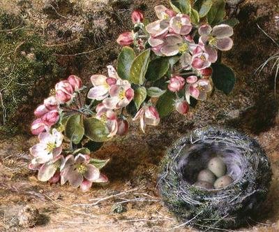 Blomster og Fuglerede af John Sherrin