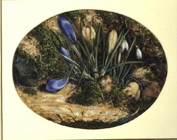 Krokus og vintergækker af John Sherrin
