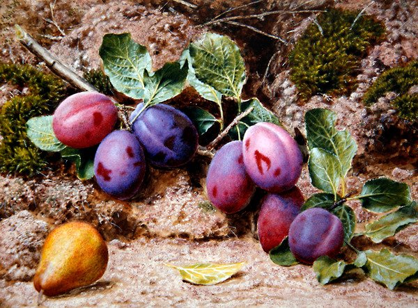 Stilleben med blommer og en pære på en mosebred, ca. 1855 (akvarel og kropsfarve på papir) af John Sherrin