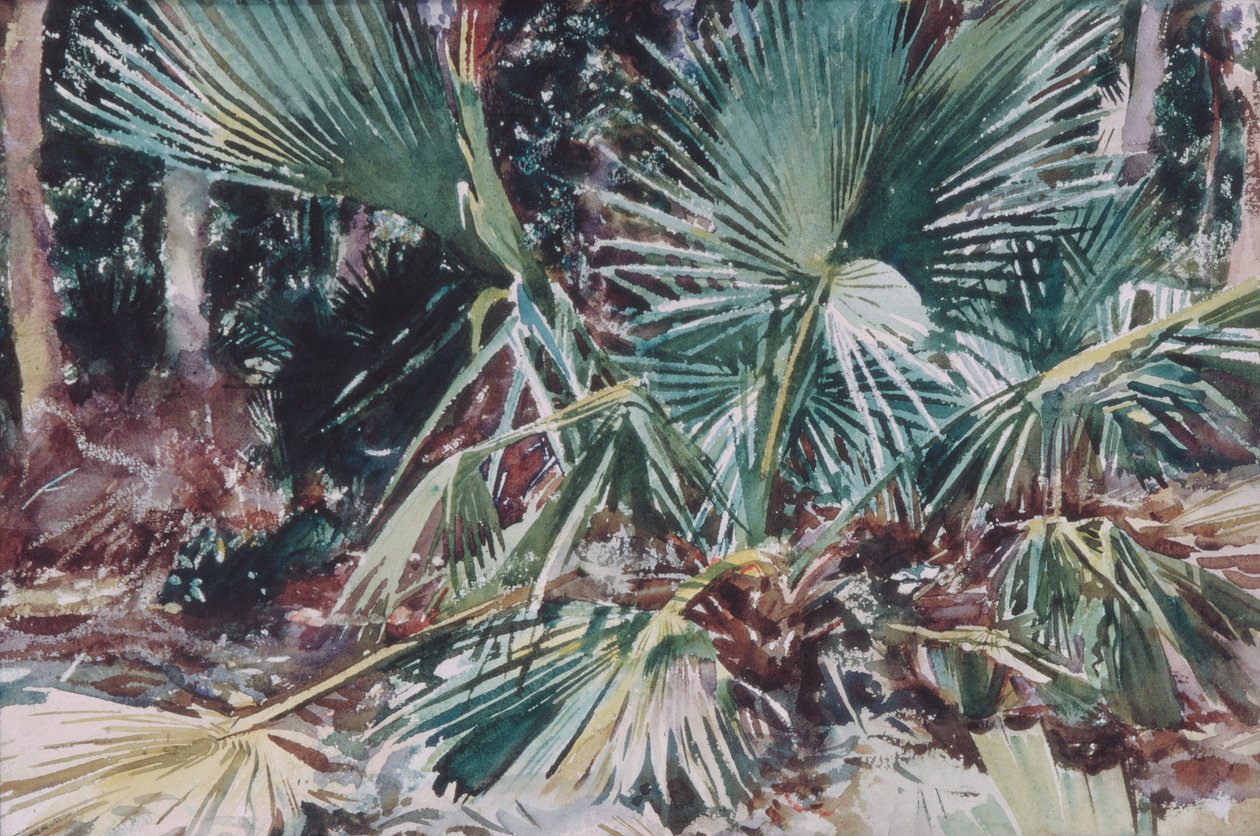 Palmettos, 1917 (wc, grafit og voksblyant på hvidt vævet papir) af John Singer Sargent