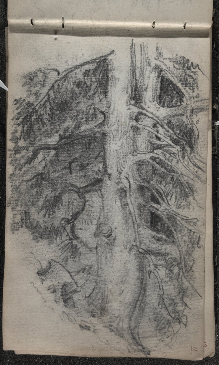 Studie af et træ, 1871-72 (grafit på mørklagt råhvidt vævet papir) af John Singer Sargent