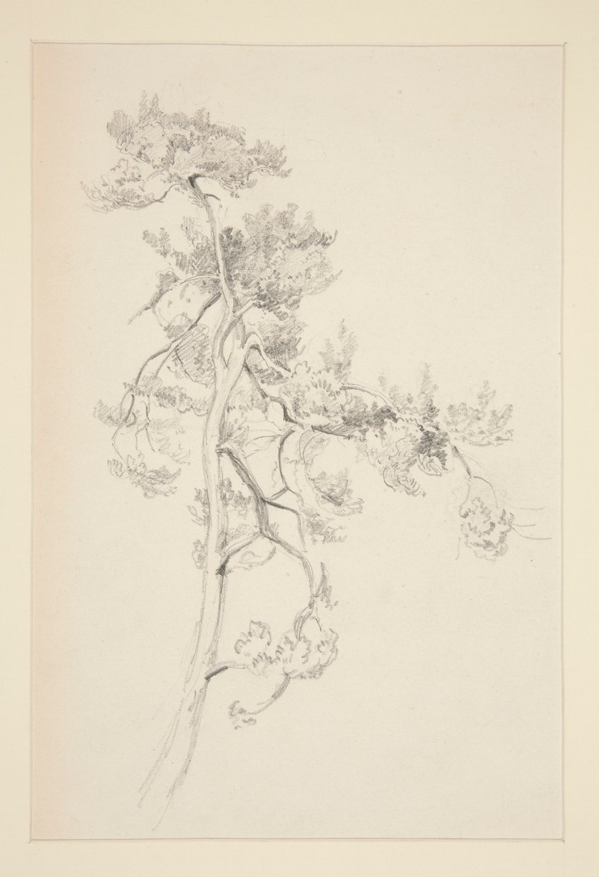 Træ og Løv af John Singer Sargent