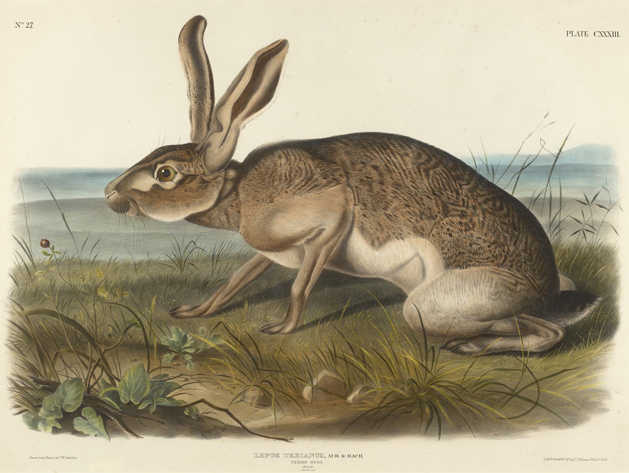 Texian Hare, 1848 (håndfarvet litografi på vævet papir) af John T. Bowen