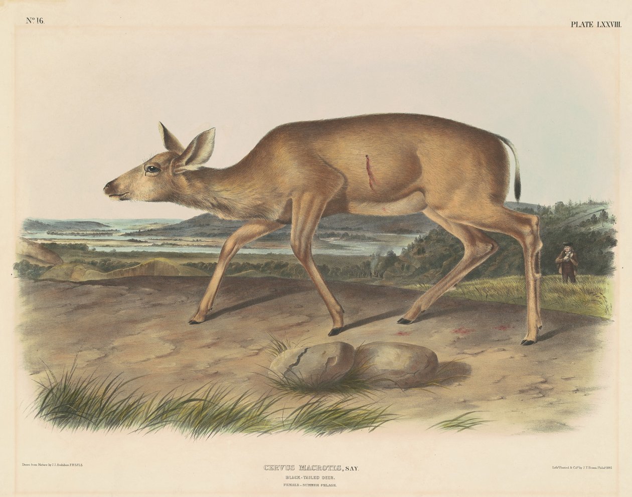 Sorthalet hjorte af John T. Bowen, after John James Audubon