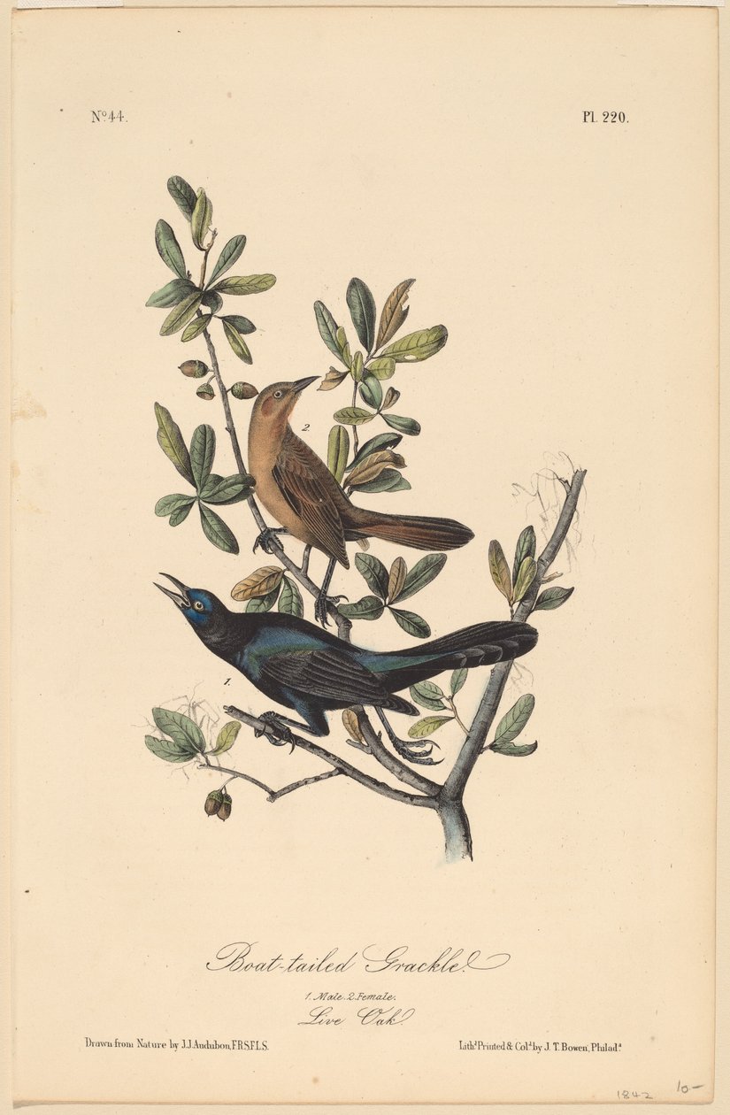 Bådhalet grackle af John T. Bowen, after John James Audubon