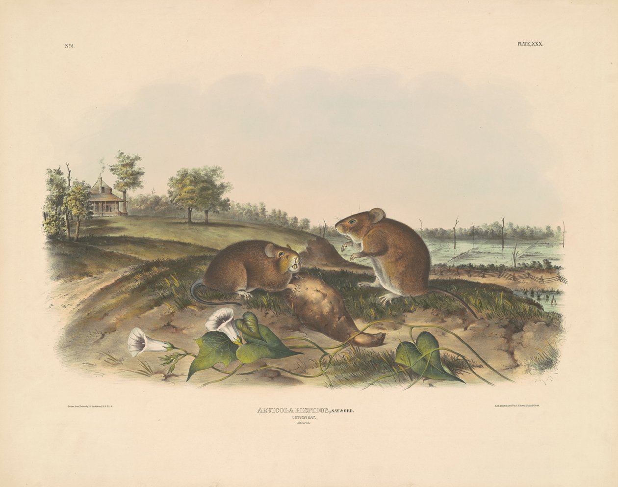 Bomuldsrotte af John T. Bowen, after John James Audubon