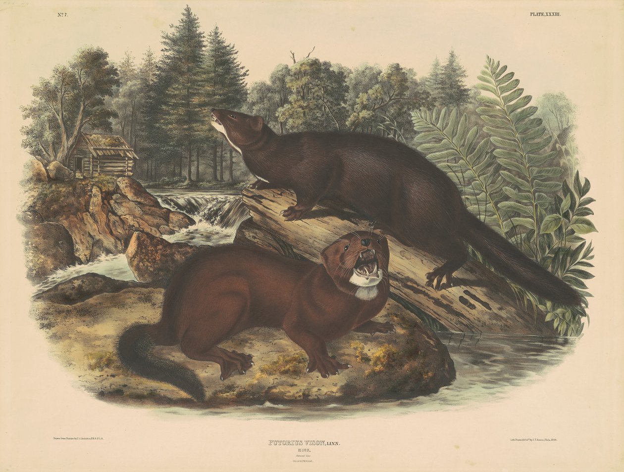 Mink af John T. Bowen, after John James Audubon
