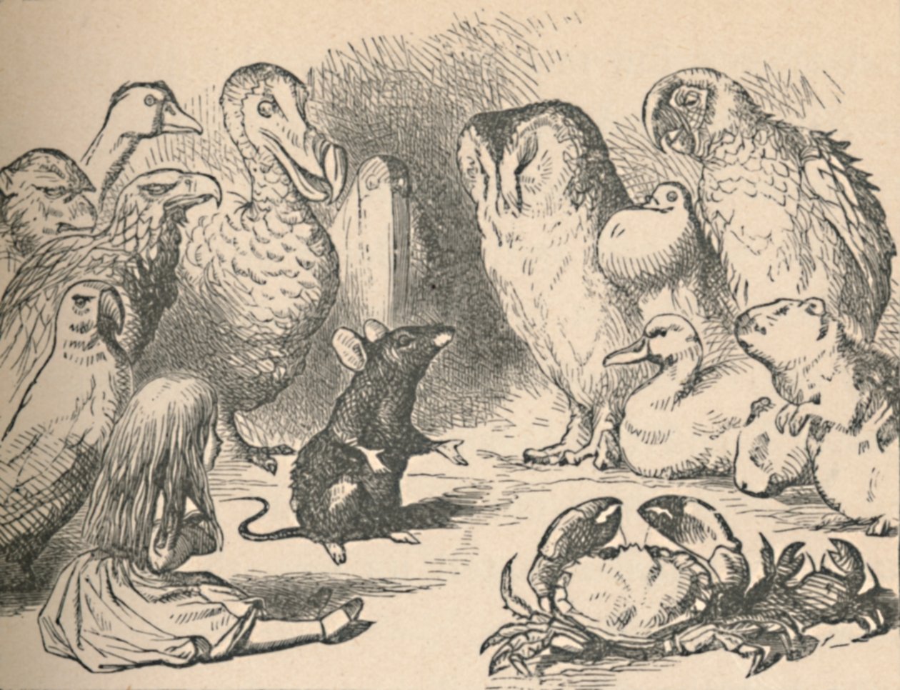 Illustration til kapitlet et Caucus-Race og en lang hale. Alice og forskellige væsner, som f.eks af John Tenniel