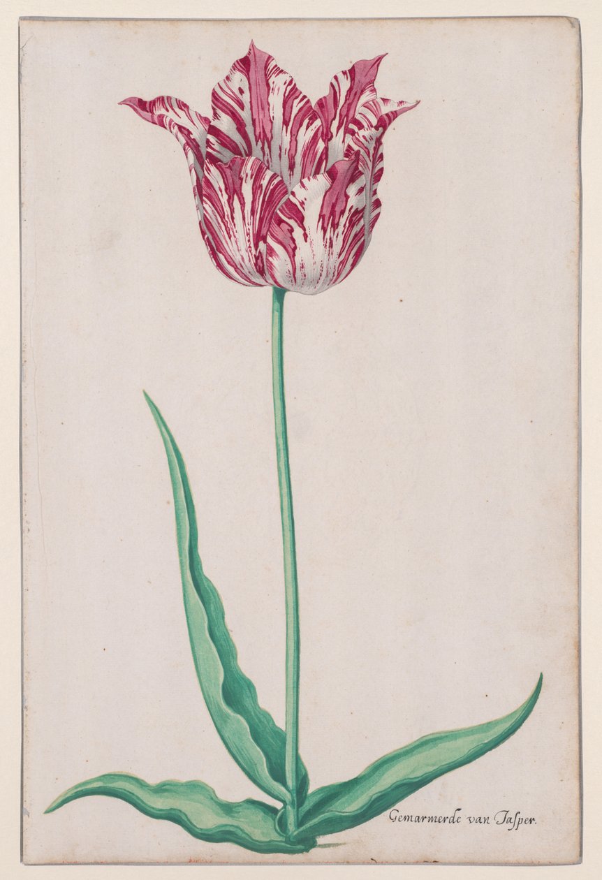 Studie af en tulipan (Jasper Marbled) af John Thomson