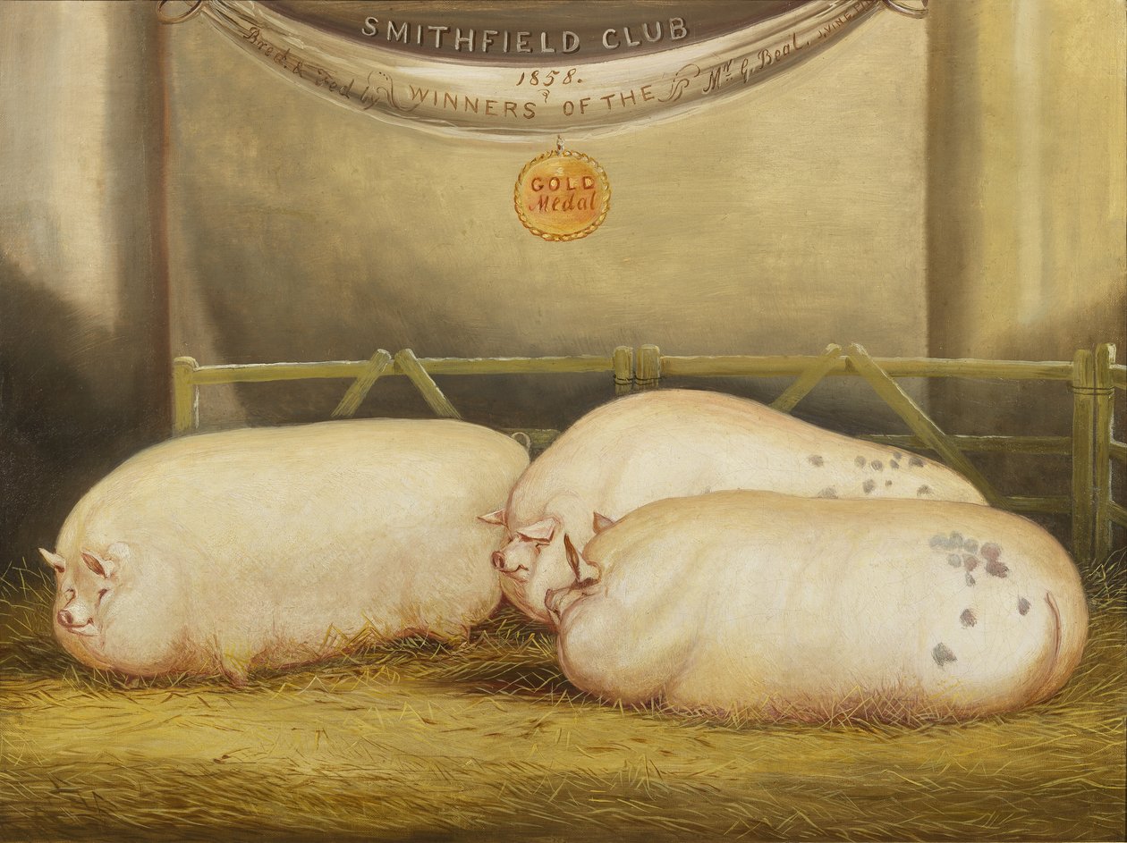 Tre forbedrede Leicesters i en pen ved 1858 Smithfield Club Christmas Show, 1858 af John Vine