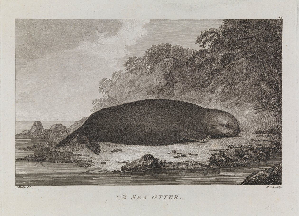 En havodder af John Webber