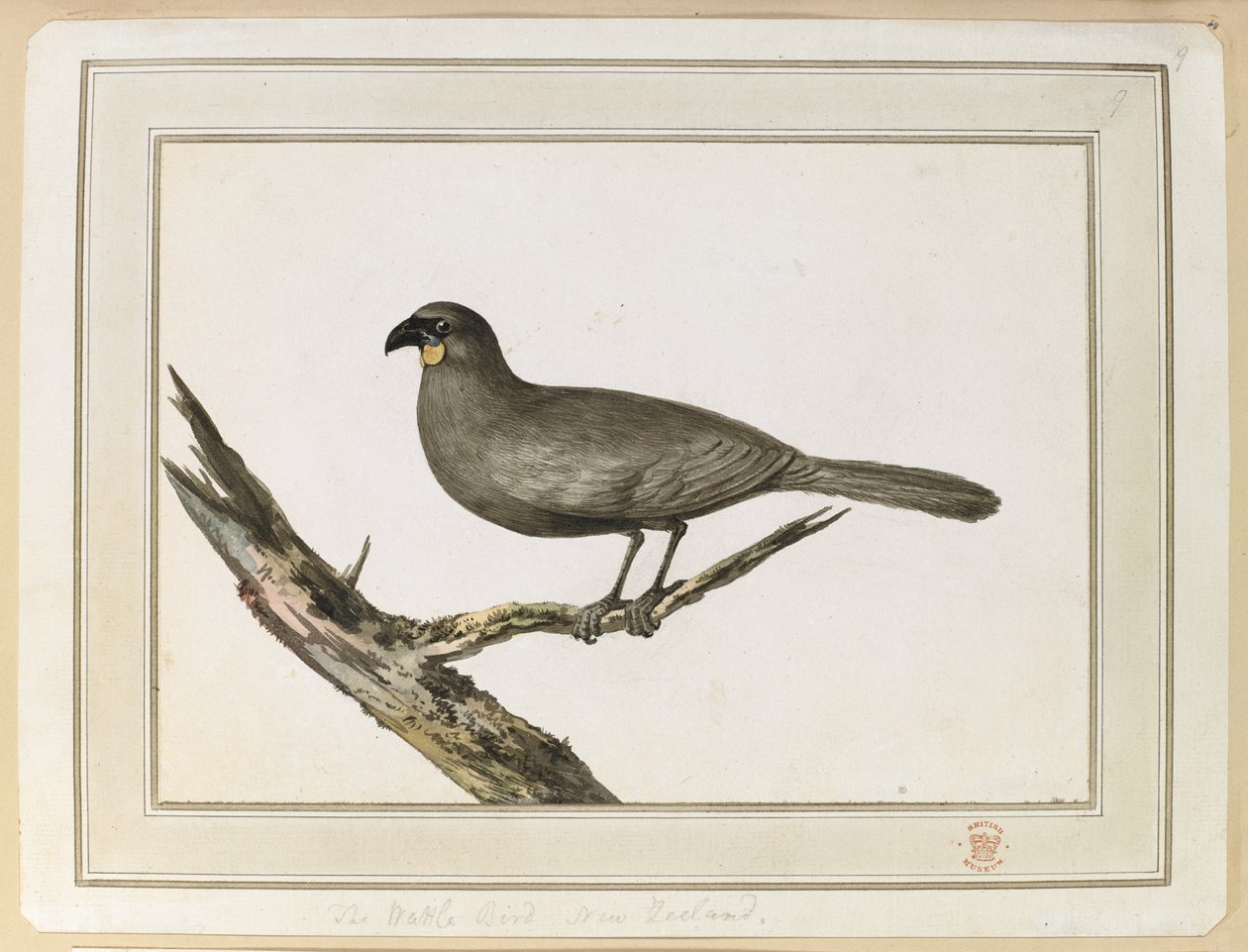 Tegning af en Wattle-fugl; foretaget under besøget i New Zealand mellem 12. og 25. februar 1777 på kaptajn Cooks tredje rejse. af John Webber