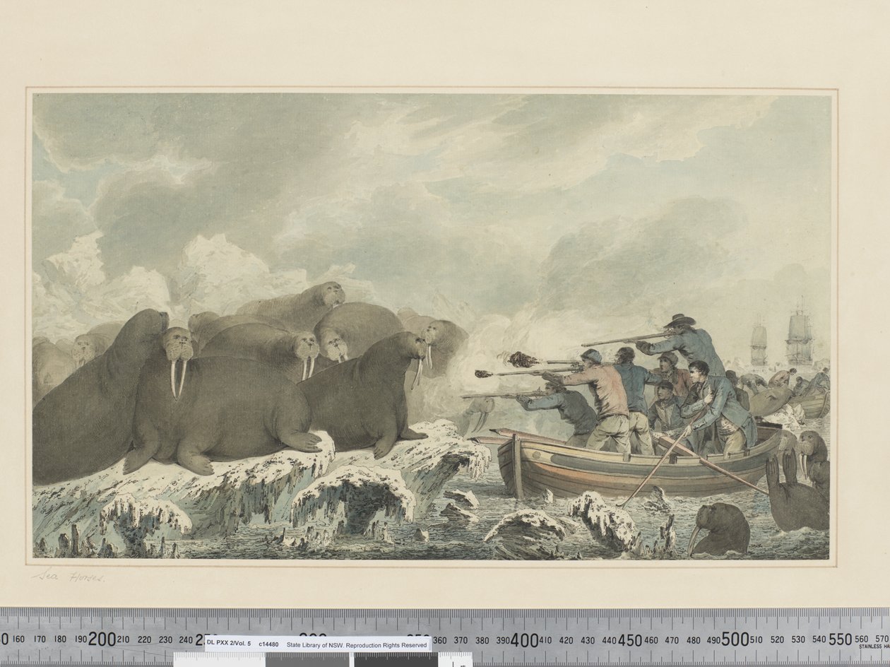 F.32 Søheste, ca. 1773-84 (akvarel) af John Webber
